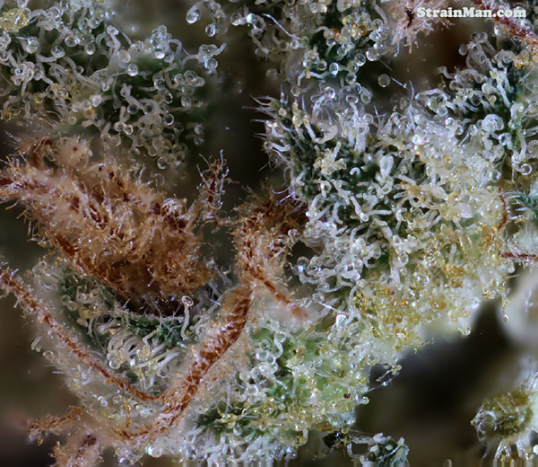 An image of Pineapple Hash Plant