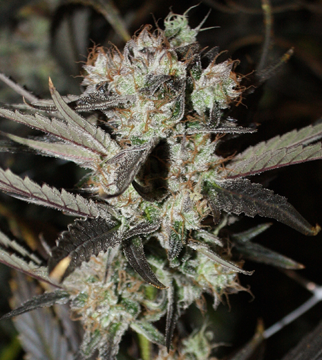 An image of Purple Haze #1