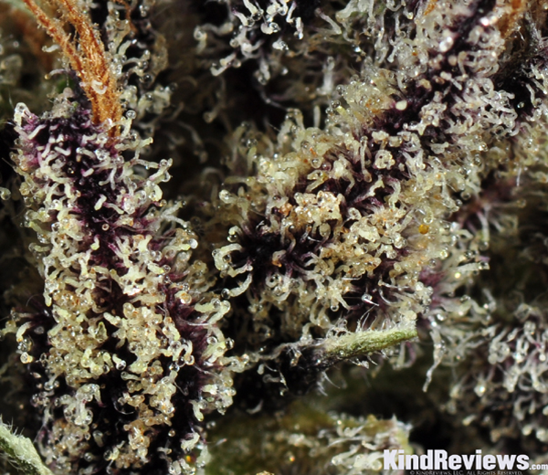 An image of Purple Haze #2