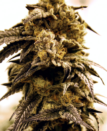 An image of Sour D*OG