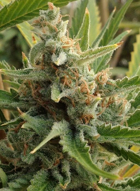 An image of Tangerine Kush