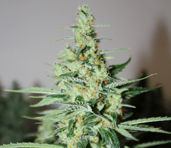 An image of Tangerine Trainwreck Haze
