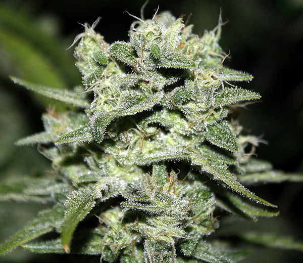 An image of TrainWreck Willie