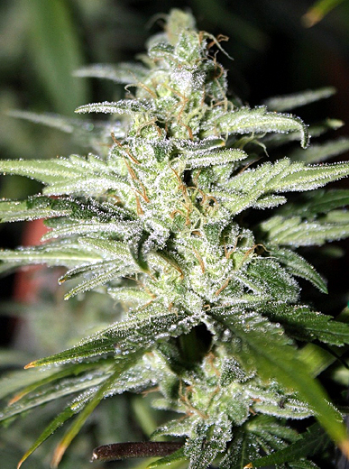 An image of Trainwreck Kush Haze #1