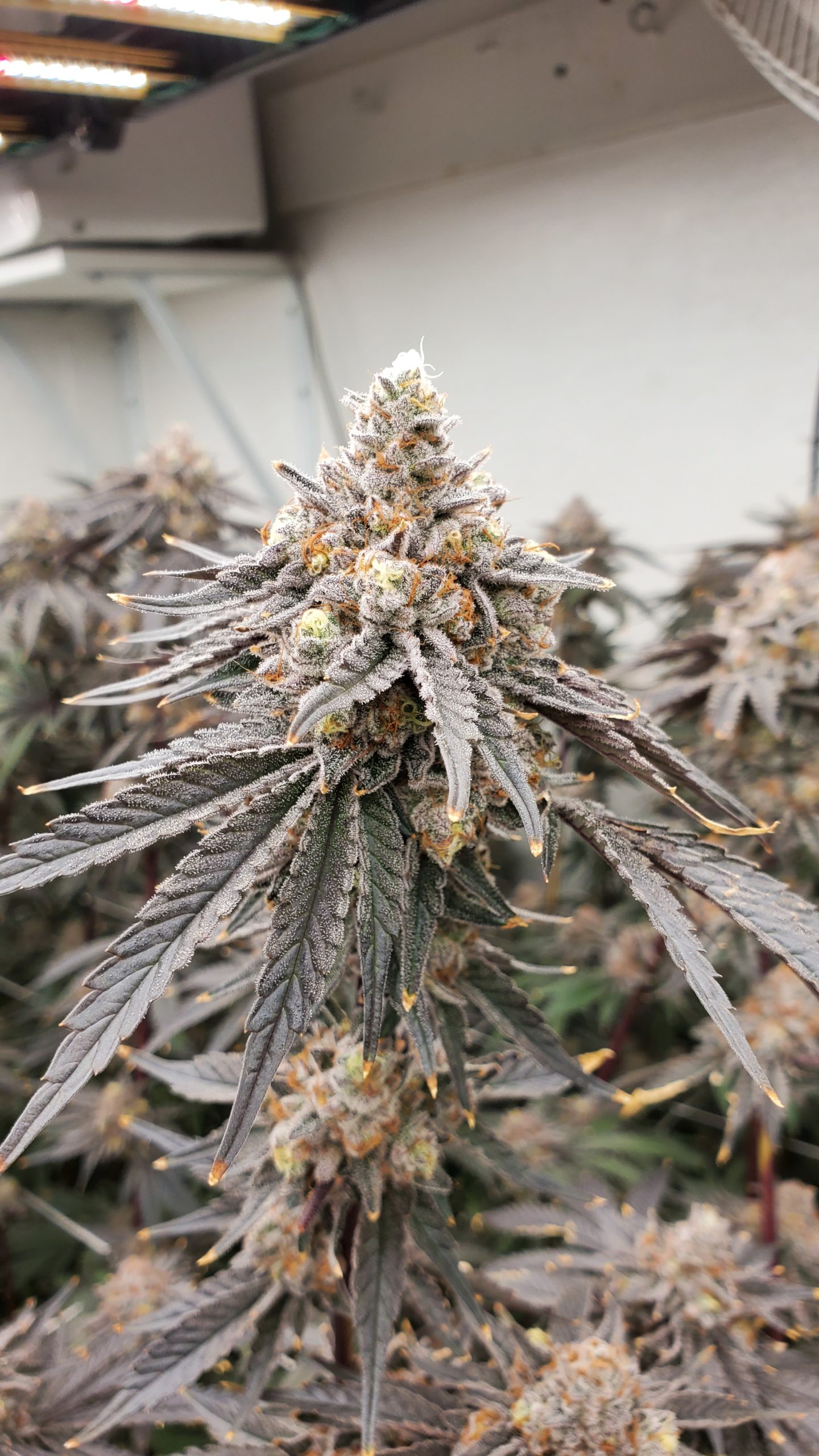 An image of Cherry Paloma
