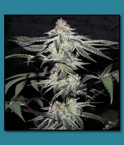 An image of Raw Cookies