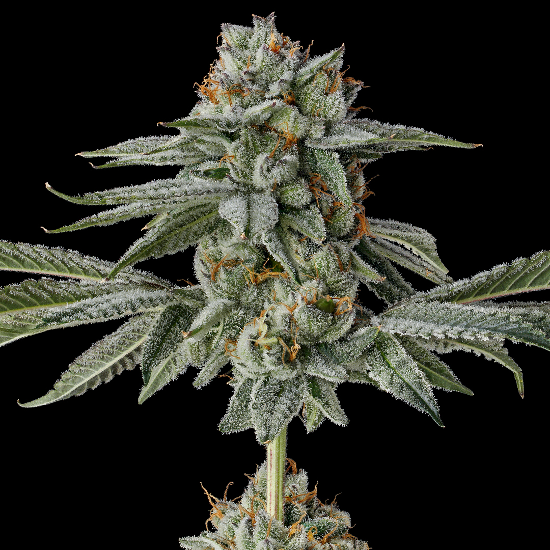 An image of Strawberry Cherry Gelato