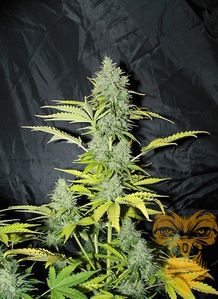 An image of Auto Blue-Tooth