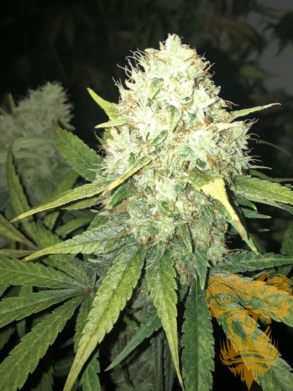 An image of Auto Lemonade OG