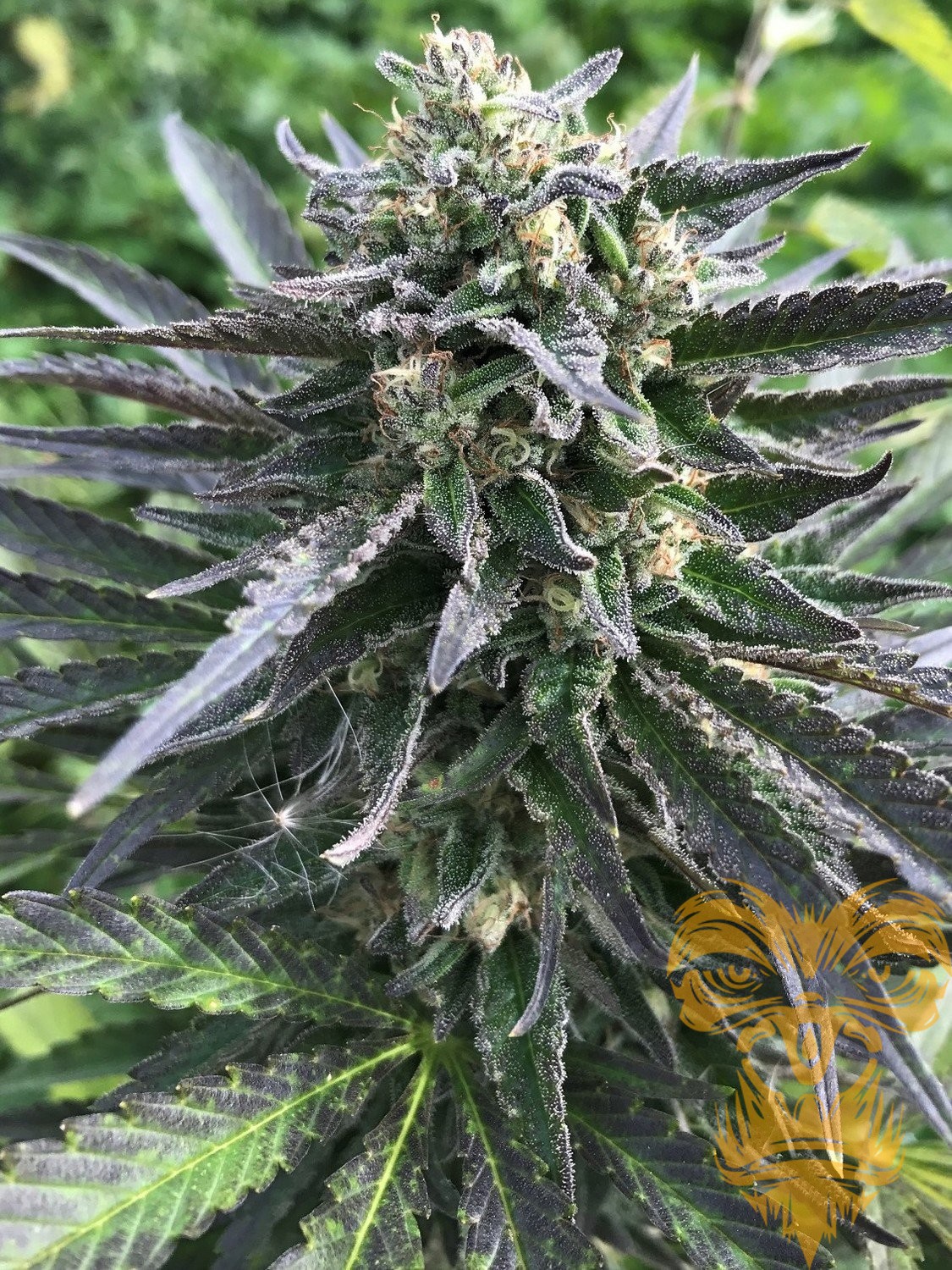 An image of Auto Purple Affie