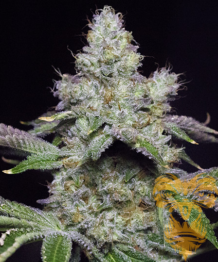 An image of Dosidos #1