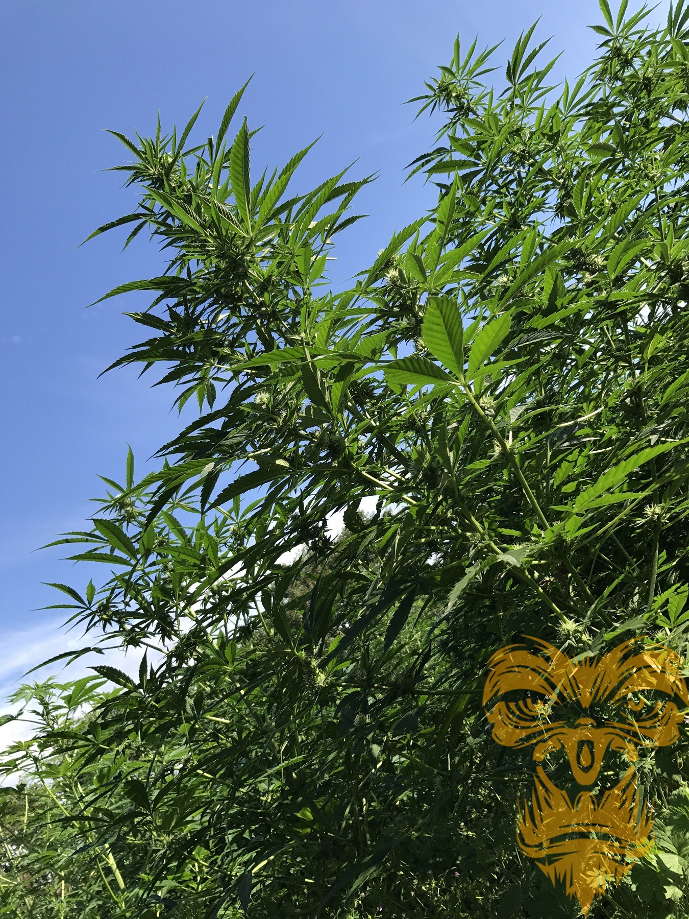 An image of Easy Sativa X Skunk #1