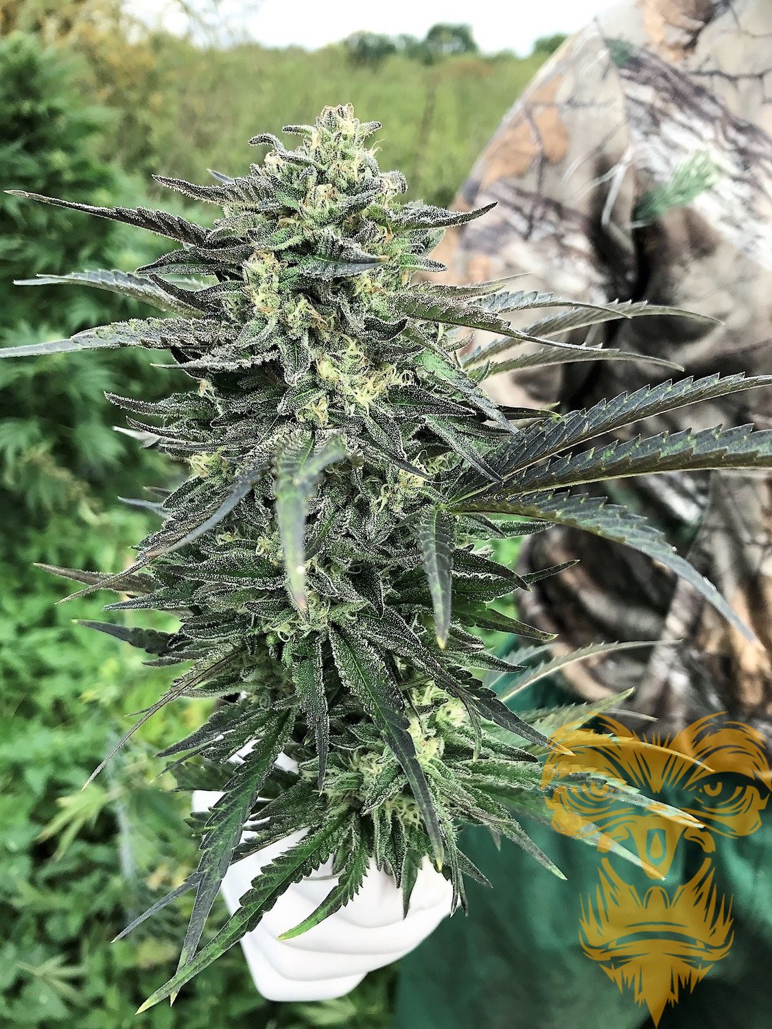 An image of Fire99