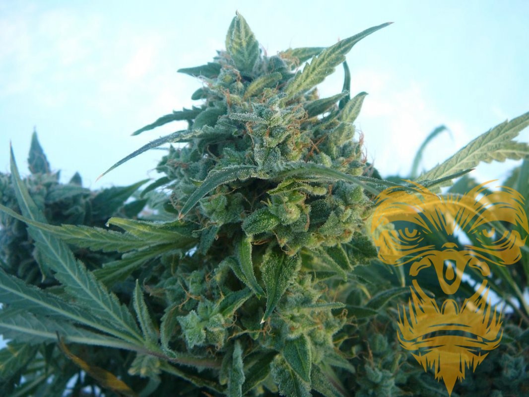 An image of Killer Orange