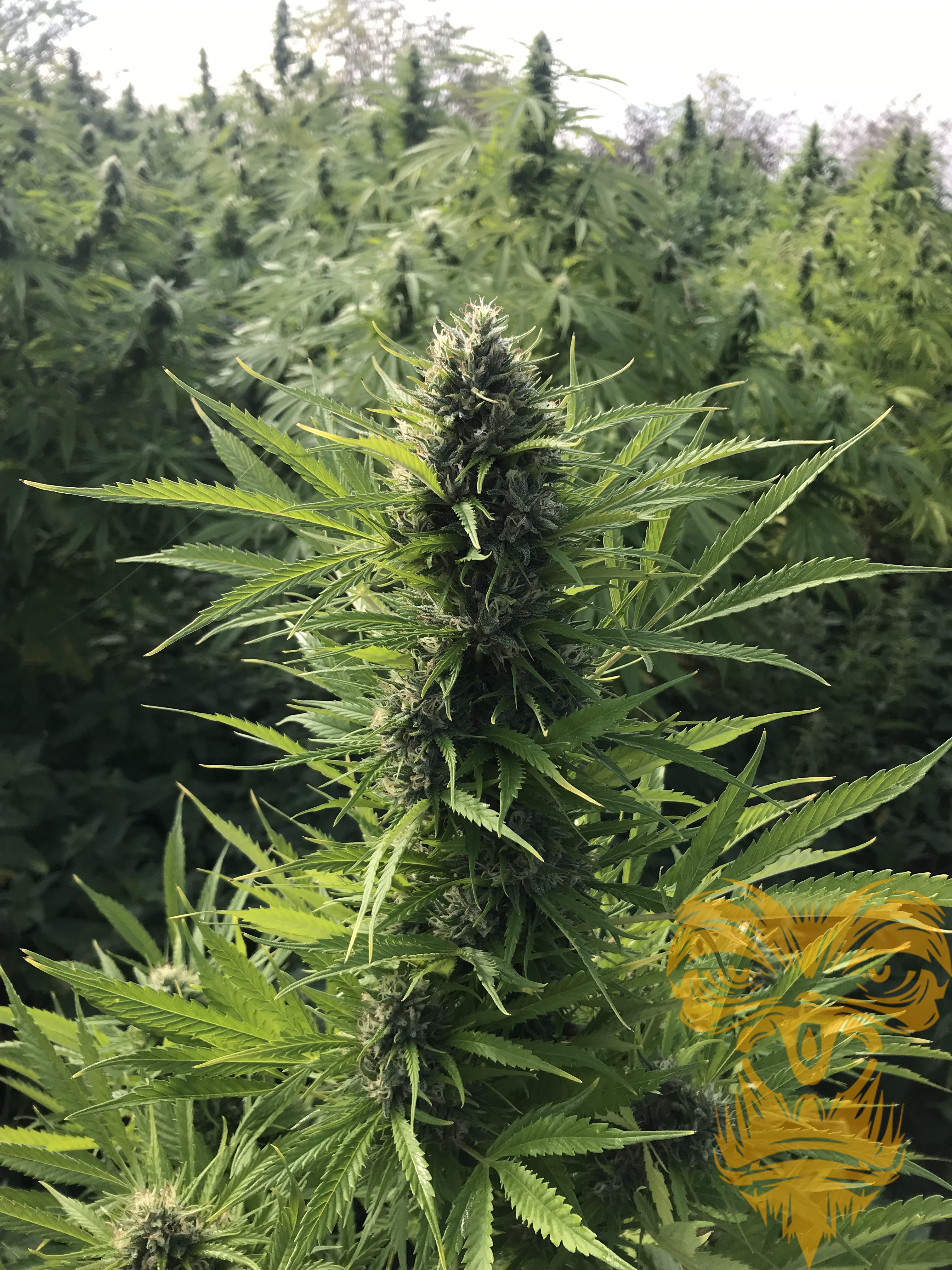An image of Lemonade OG x Freezeland