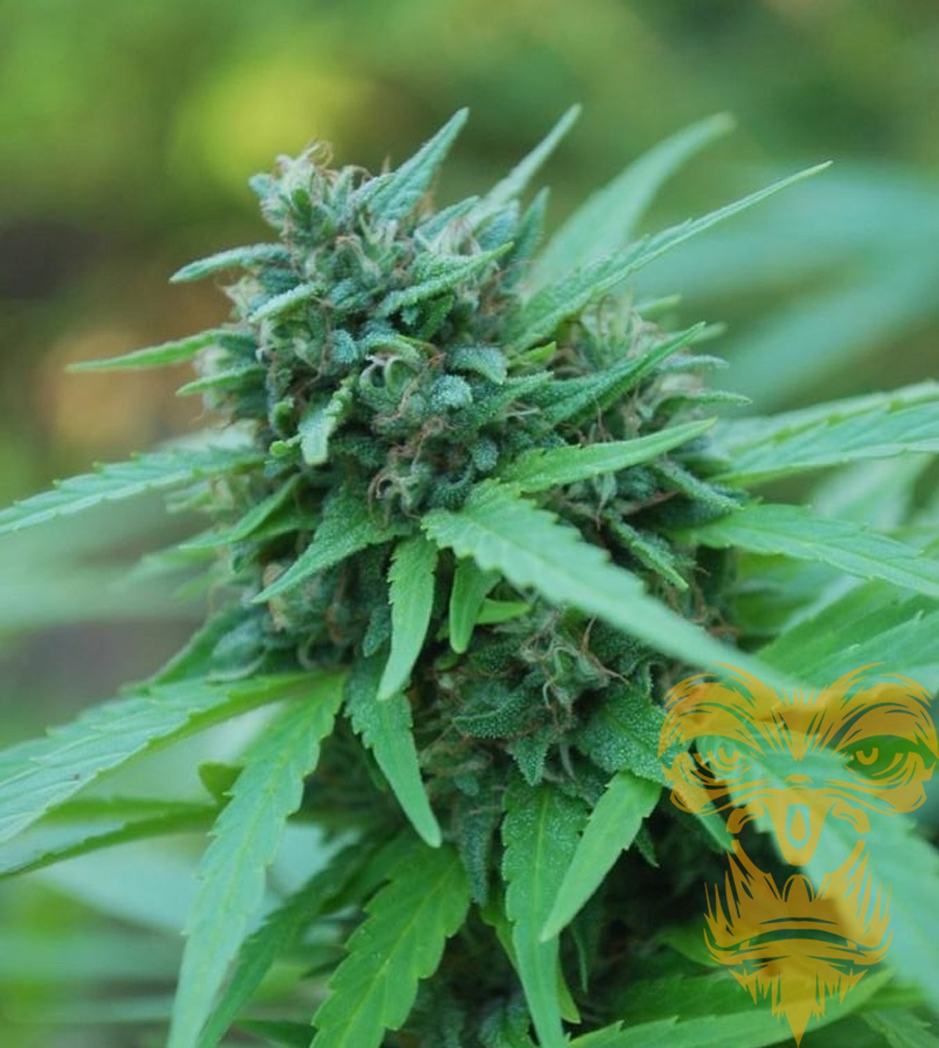 An image of Patriot Medicine