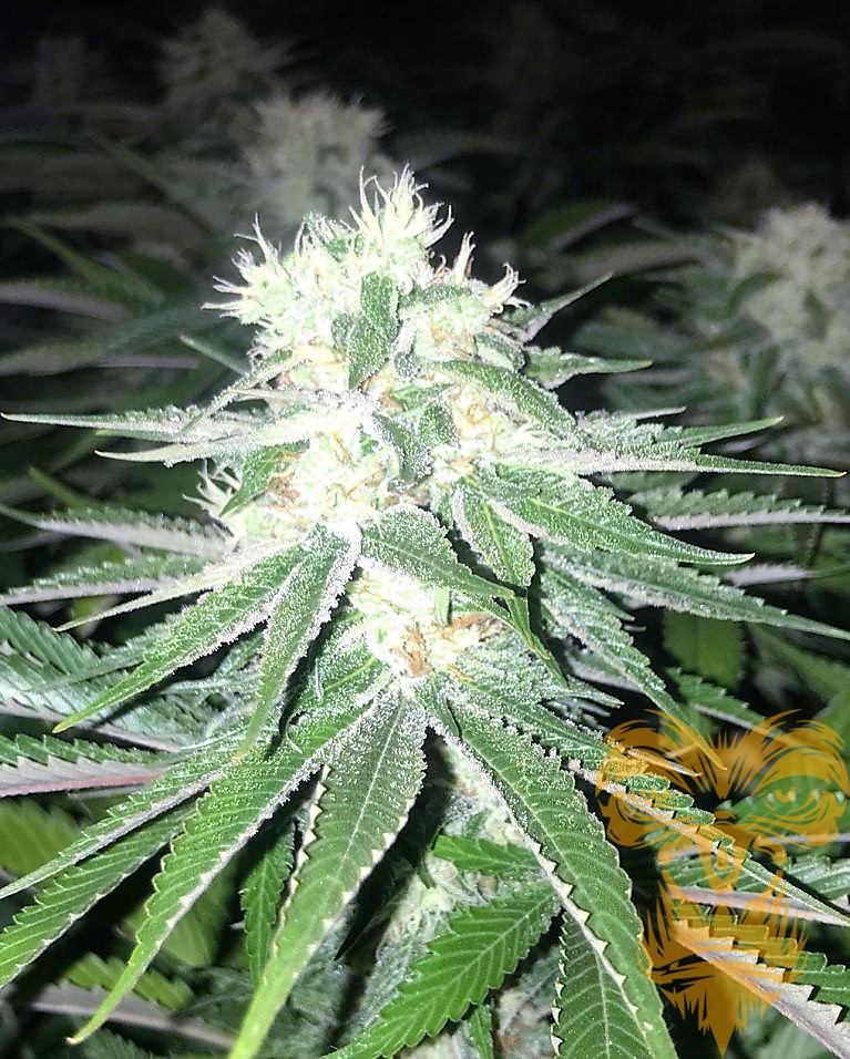 An image of Sour Orange Diesel