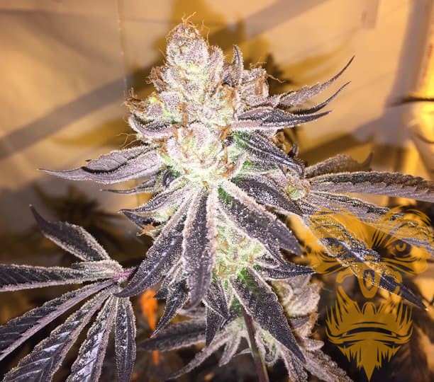 An image of Super Cream Cookies