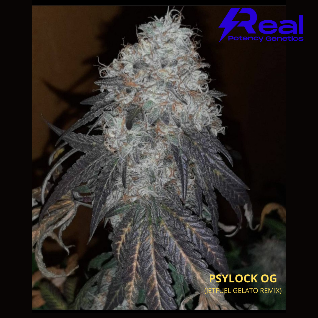 An image of Psylock OG