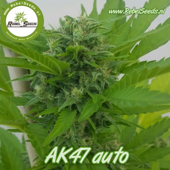 An image of AK47 Auto