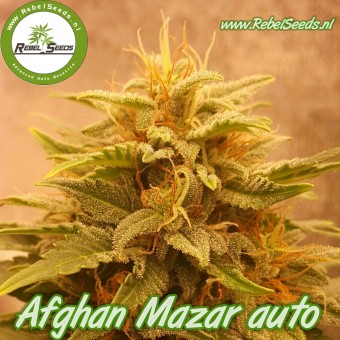 An image of Afghan Mazar Auto