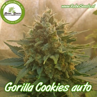 An image of Gorilla Cookies