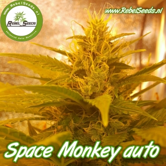 An image of Space Monkey Auto