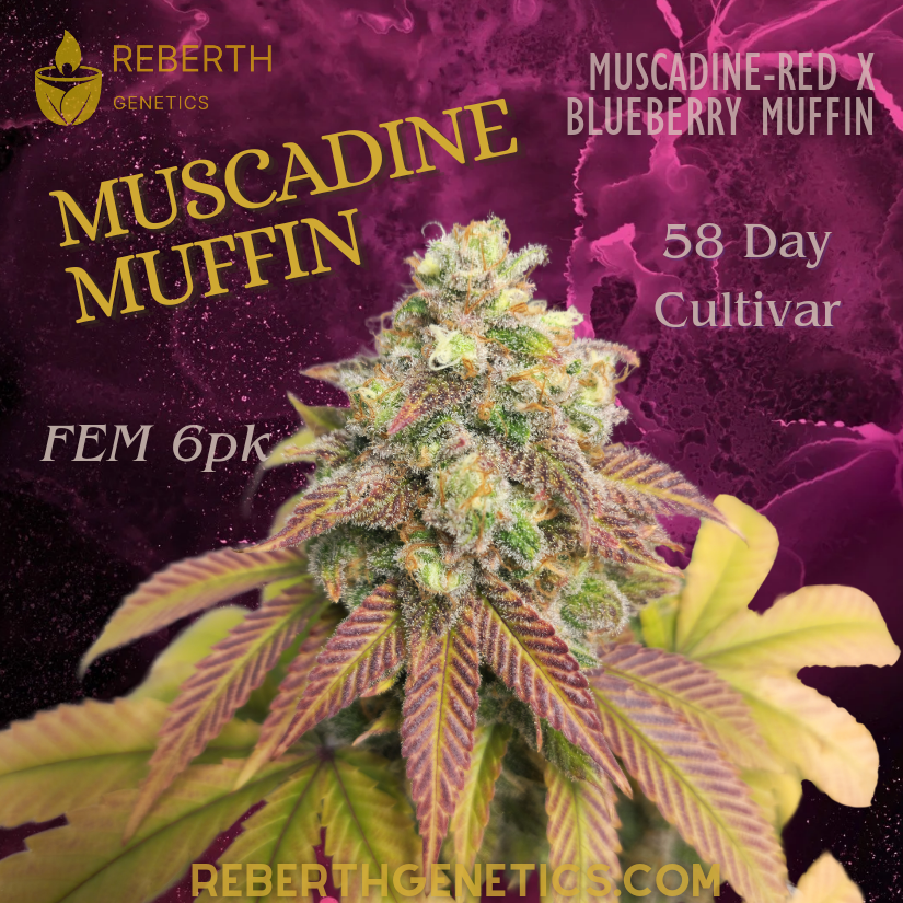An image of MuscaDine Muffin