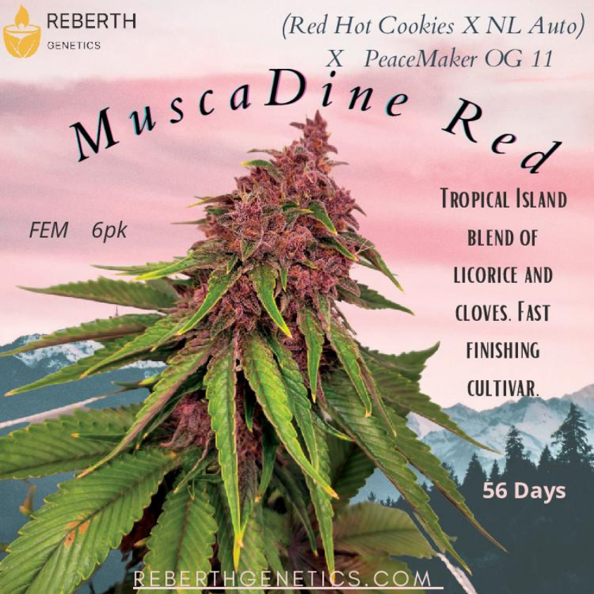 An image of MuscaDine Red