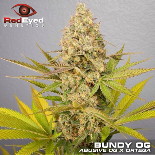 An image of Bundy OG