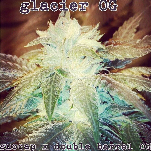 An image of Glacier OG