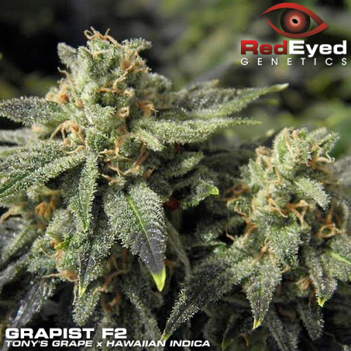 An image of Grapist F2