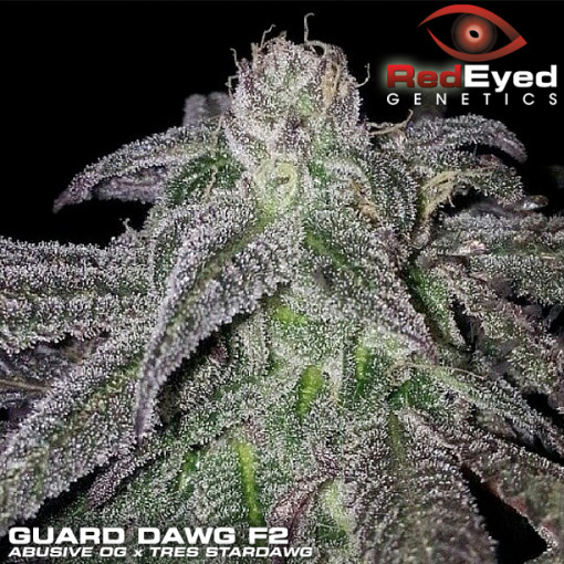 An image of Guard Dawg