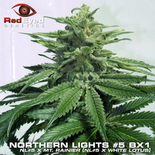 An image of Northern Lights #5 BX1