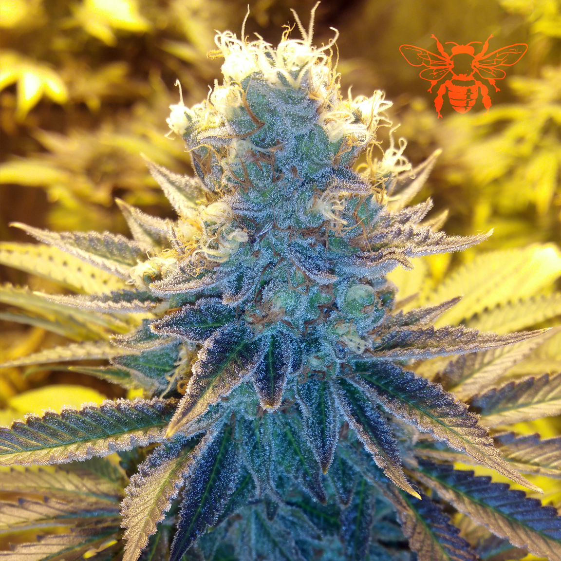 An image of ATL Confidential