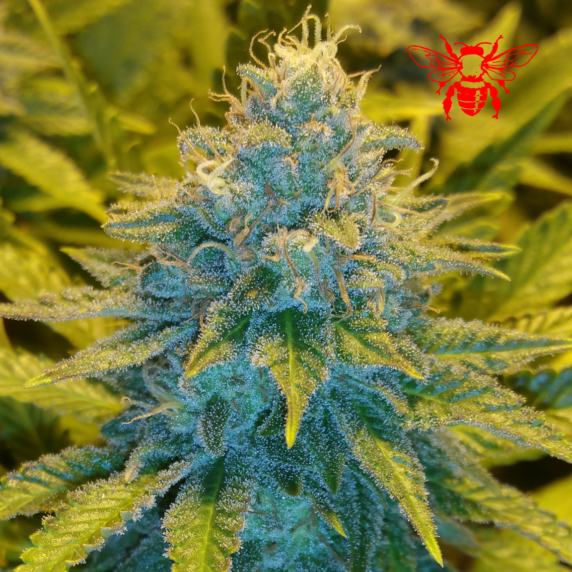 An image of MG Kush