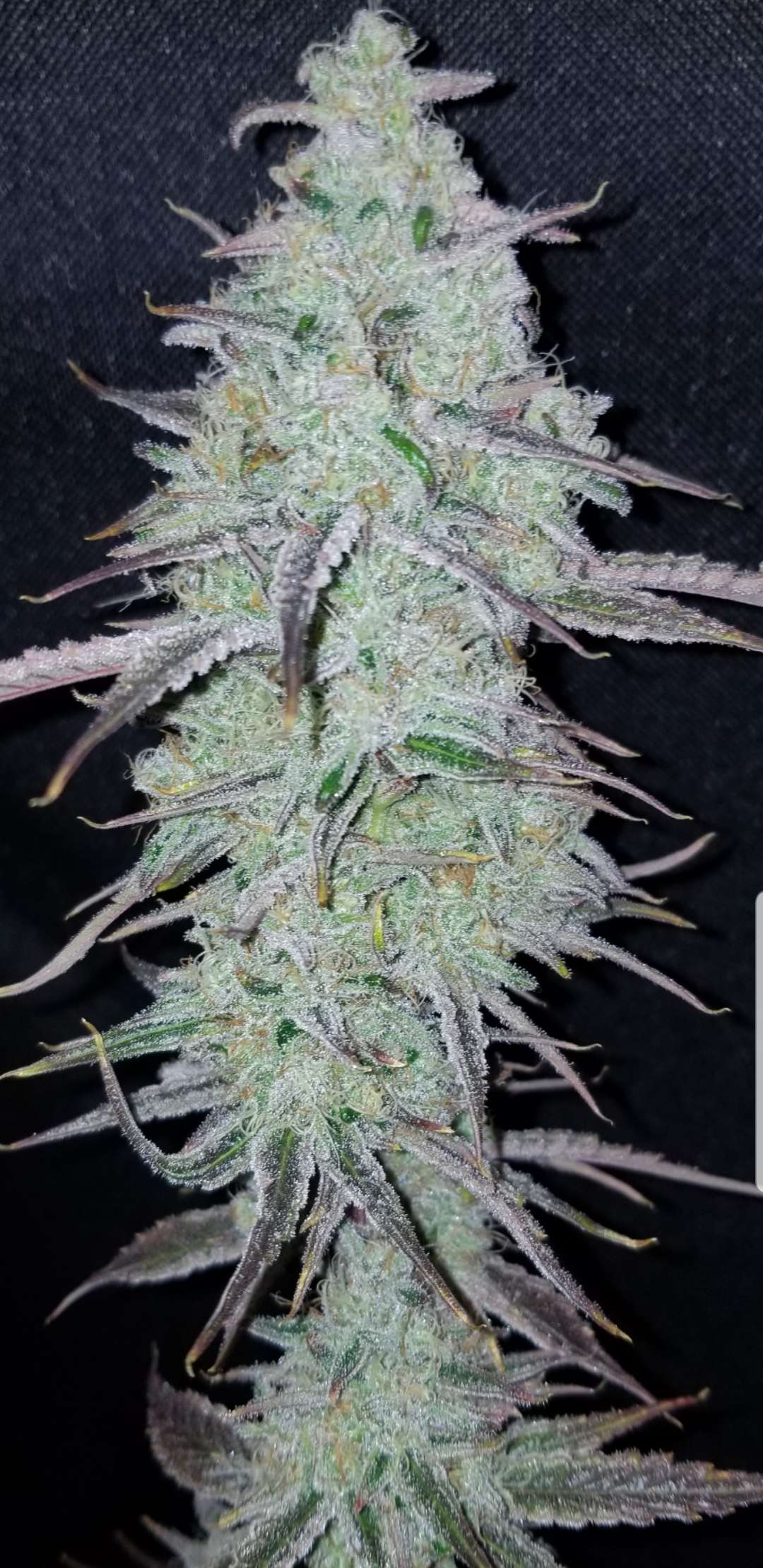An image of PC-13 Slurricane
