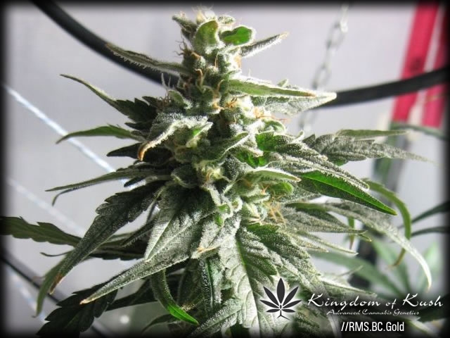 An image of BC Gold