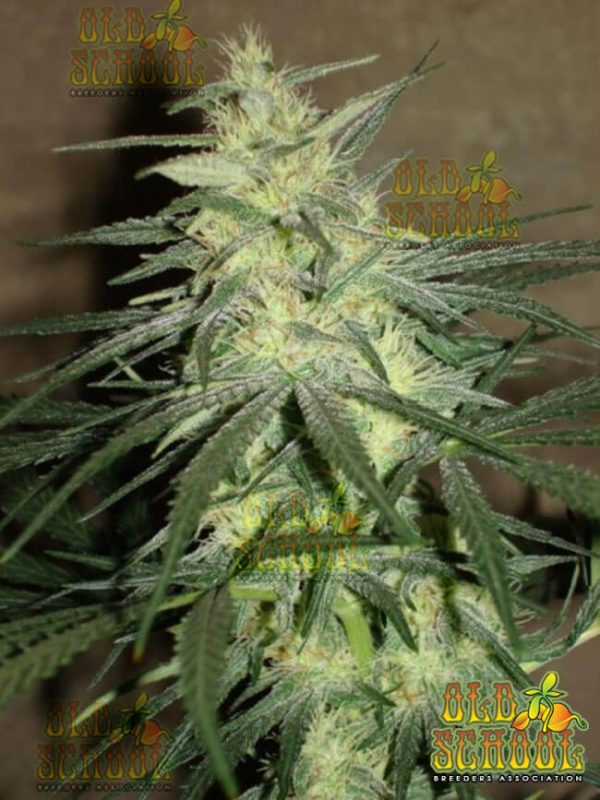 An image of BC Mango x NH 21
