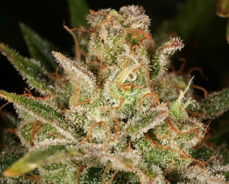 An image of Blueberry Blast Autoflowering