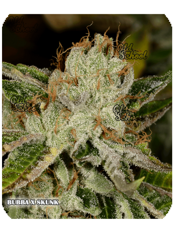 An image of Bubba x Skunk