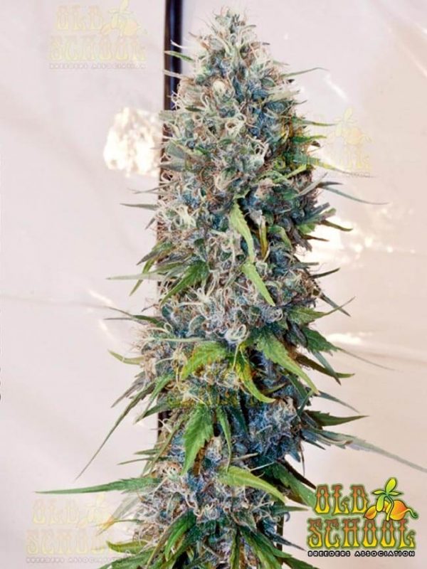 An image of C99 NYSD x Tuna Kush