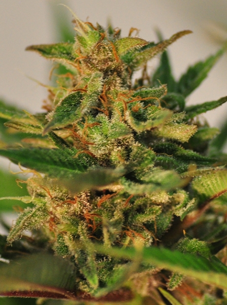 An image of CBD Willie