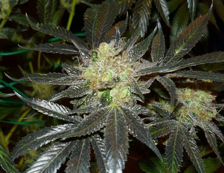 An image of Early Bubba Kush