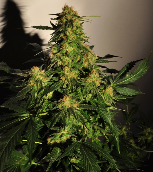 An image of Golden Temple Kush