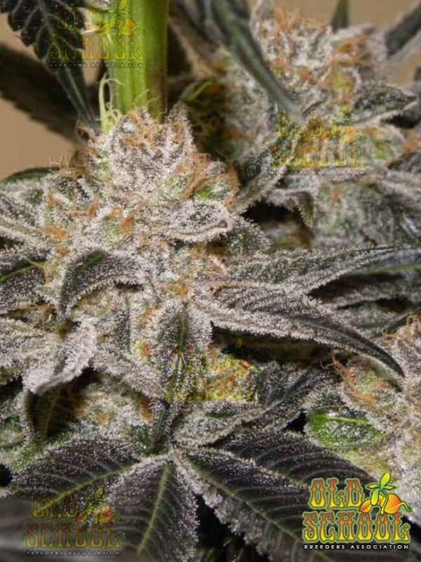 An image of Grand Daddy Purple x Cinderella 99