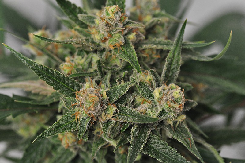 An image of Harlequin Bx4