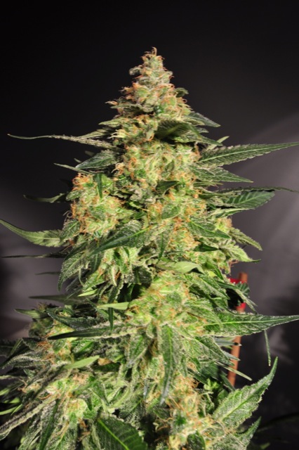 An image of Hash Plant