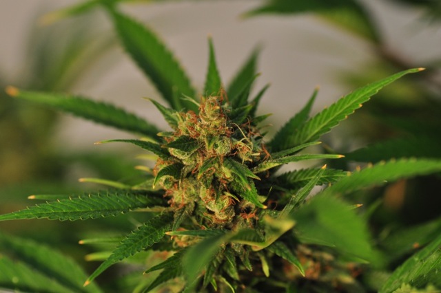 An image of Jihadi Kush