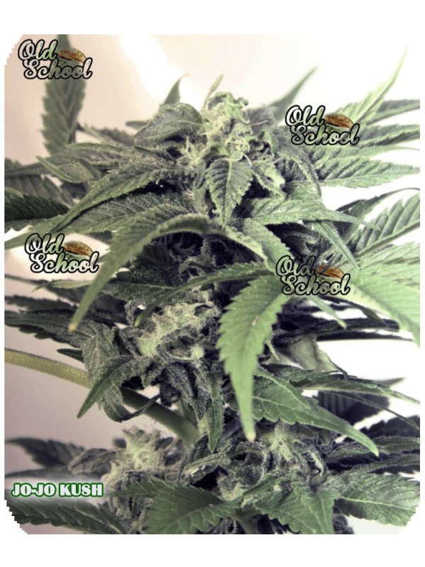 An image of JoJo Kush